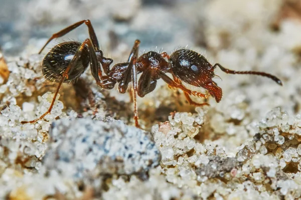 Ameise draußen im Garten — Stockfoto