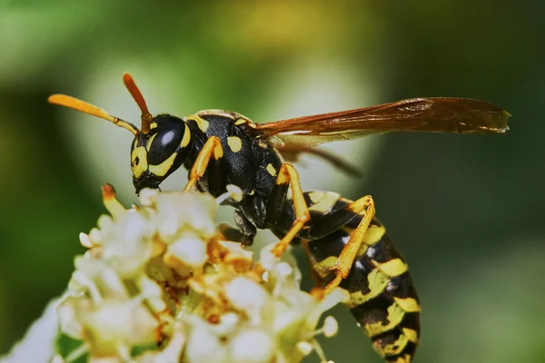 Wasp on a flowering tree