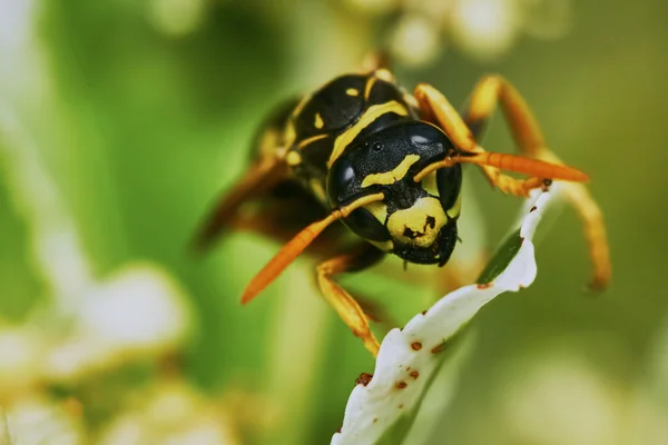 Wespe sitzt auf einem Blatt — Stockfoto