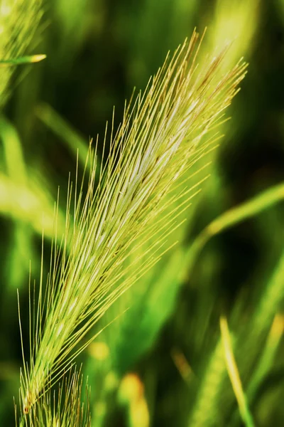 Roadside spike — Stock Photo, Image