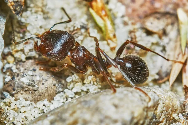 Formiga fora no jardim — Fotografia de Stock