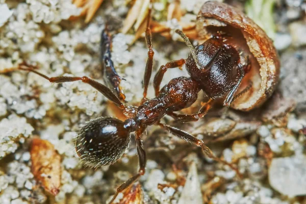 Ant outside in the garden — Stock Photo, Image