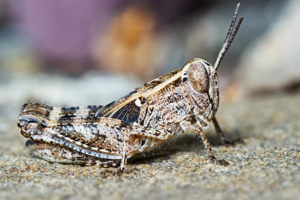 Kleine sprinkhaan larven — Stockfoto