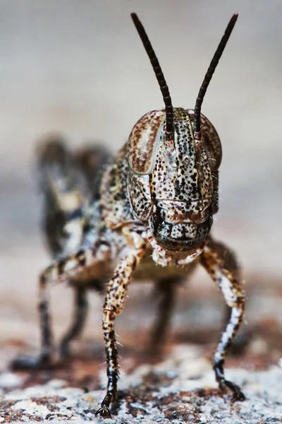 작은 메뚜기 애벌레 — 스톡 사진