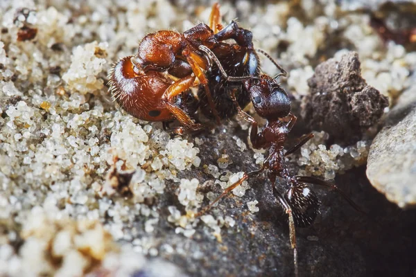 Ameise entfernt die tote Ameise — Stockfoto