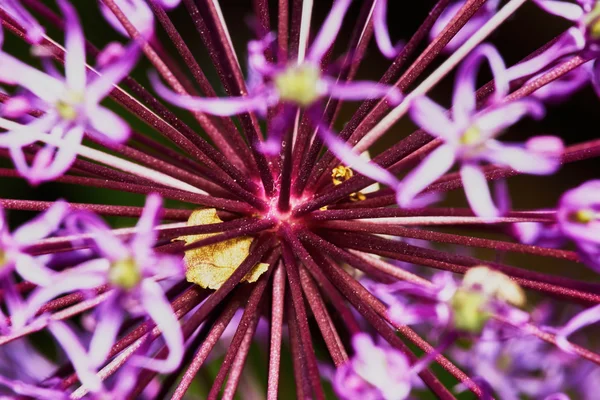 Bulbos de flor de allium roxo — Fotografia de Stock