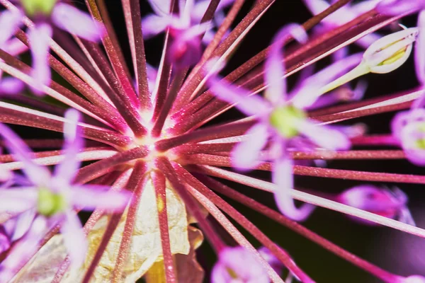 Bulbos de flor de allium roxo — Fotografia de Stock