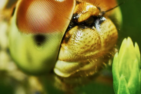 Portrait of a dragonfly — Stock Photo, Image