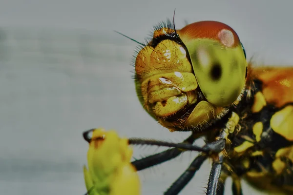 Portrait of a dragonfly — Stock Photo, Image