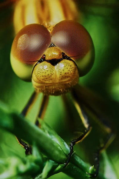 Portrait of a dragonfly — Stock Photo, Image