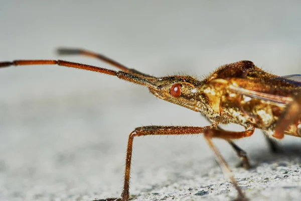 Pequeño saltamontes marrón — Foto de Stock