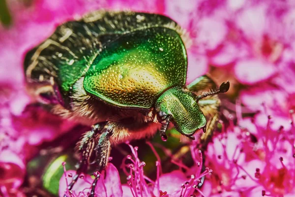 녹색 풍뎅이과 곤충 — 스톡 사진