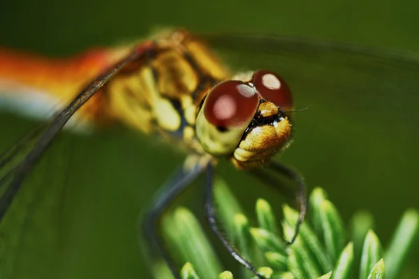 Portrait d'une libellule — Photo