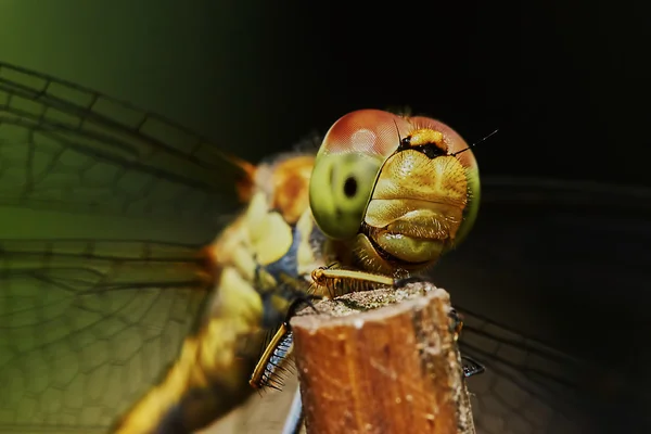 Portrait of a dragonfly — Stock Photo, Image