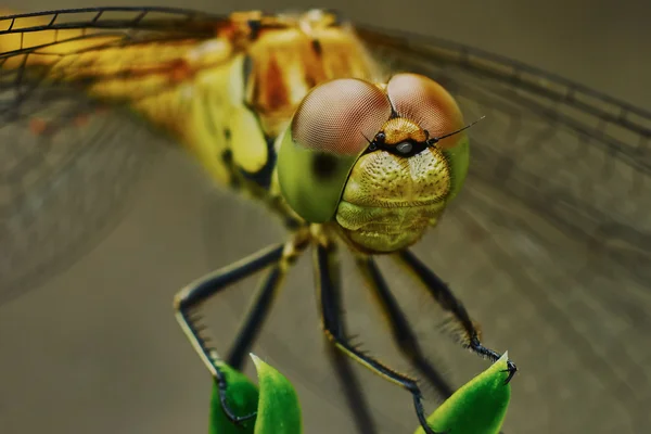 Portrait of a dragonfly — Stock Photo, Image