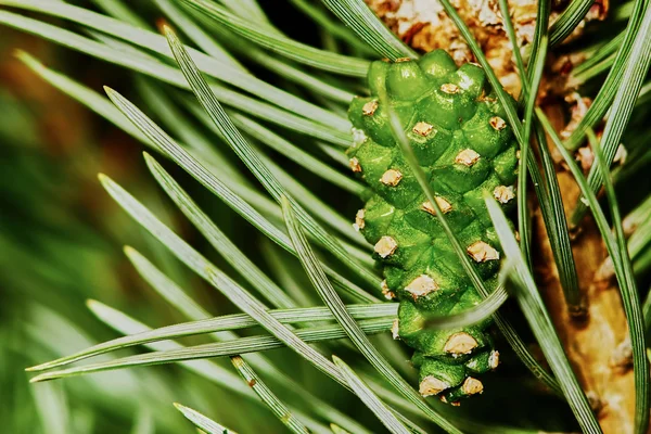 Framväxande fir kon — Stockfoto