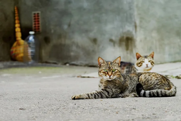 Dwóch bezdomnych kotów — Zdjęcie stockowe