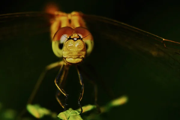 Portrait of a dragonfly — Stock Photo, Image