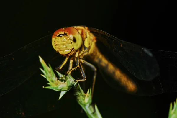 Retrato de una libélula — Foto de Stock