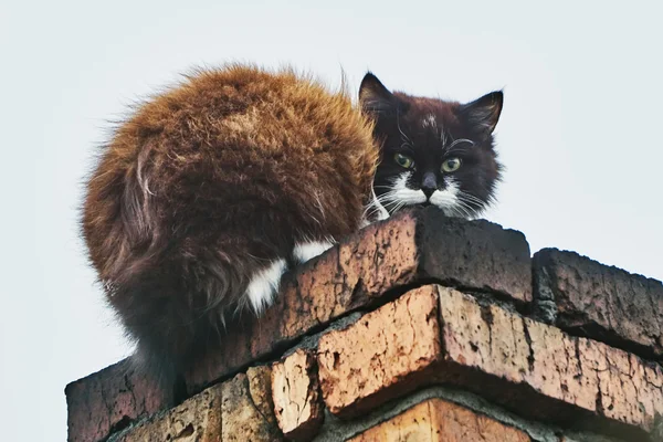 Katt på skorstenen — Stockfoto