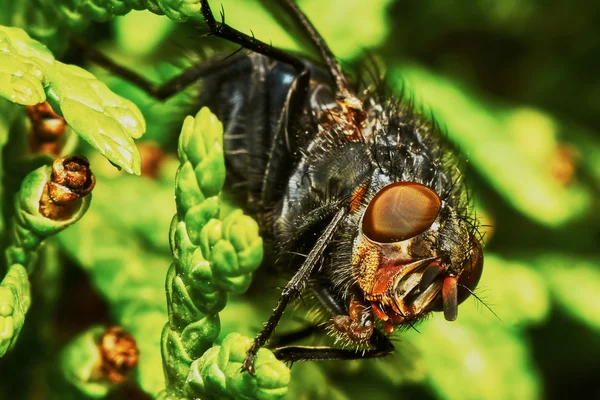 Gray fly — Stock Photo, Image