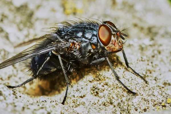 Mosca cinzenta — Fotografia de Stock