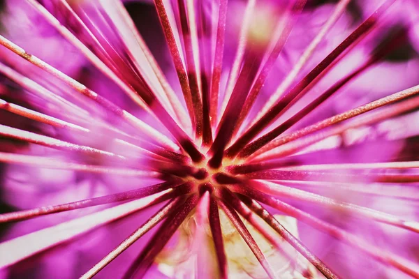 Lila Allium blomsterlökar — Stockfoto