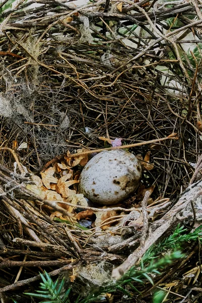 Nido de aves — Foto de Stock