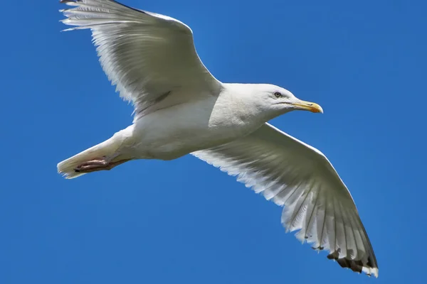 Gabbiano in volo — Foto Stock