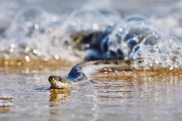 Vodní had v zálivu — Stock fotografie