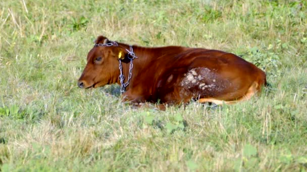 Stier op een zomer weiland — Stockvideo