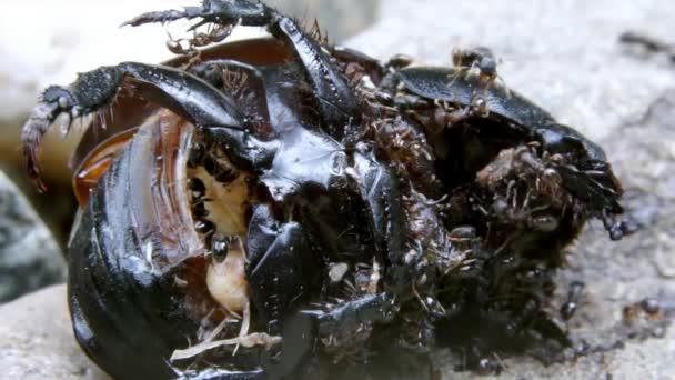 Муравьи едят мёртвого жука — стоковое видео