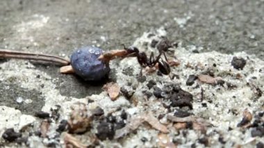 Bahçedeki dışarıda karınca