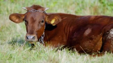 Yaz otlağında inek