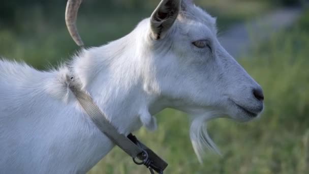 Белая коза — стоковое видео