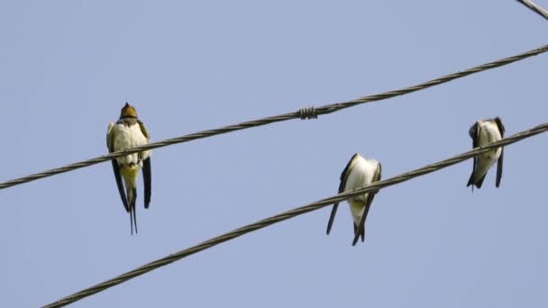 Swallows on wires — Stock Video