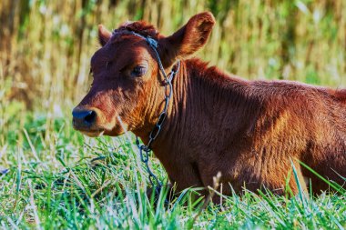 Yaz otlağında inek