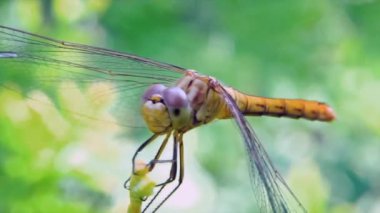 Bahçedeki yusufçuk