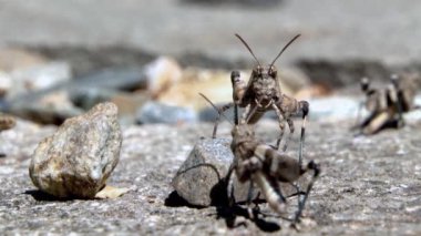 Çekirge bir dans öğretmeni olarak