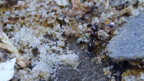 Гуляющий муравей — стоковое видео