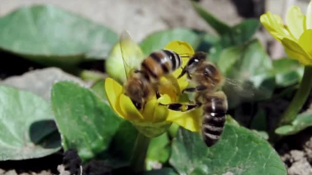 Lutter contre les abeilles — Video