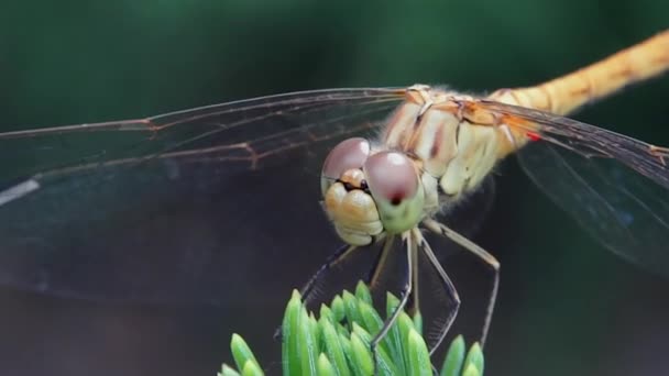 Dragonfly in the garden — Stock Video