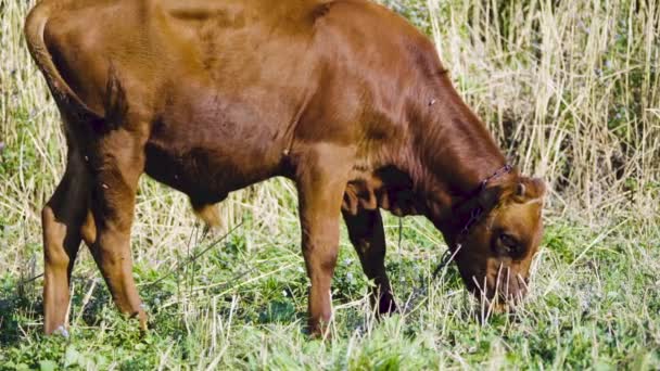 Bull na letní pastviny — Stock video