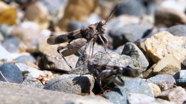 Saltamontes — Vídeos de Stock