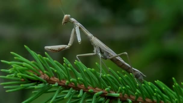 独臂的螳螂 — 图库视频影像