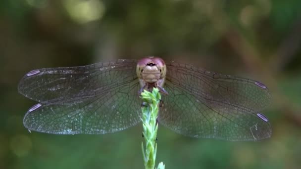Dragonfly in the garden — Stock Video