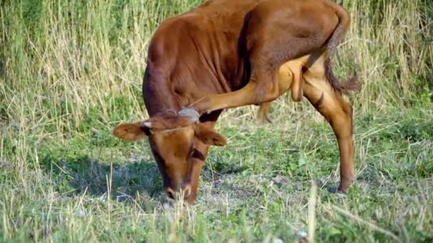 公牛夏季牧场上 — 图库视频影像