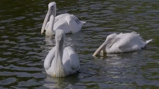 Drie pelikanen drijvende — Stockvideo