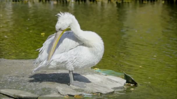 Pelicano bonito — Vídeo de Stock