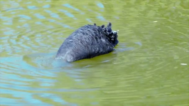 Cygne noir plonge — Video